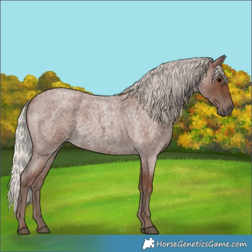 Horse Color:Silver Blue Roan 