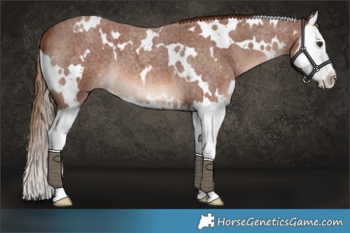 Horse Color:White Spotted Red Roan Splash 