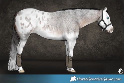 Horse Color:Brown Roan Splash Varnish 