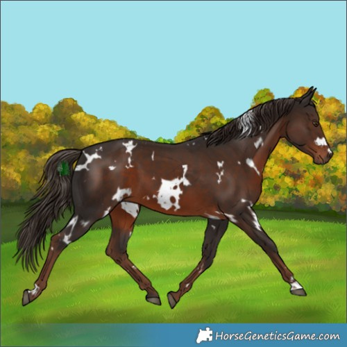 Horse Color:White Spotted Liver Chestnut 