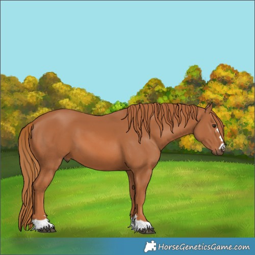 Horse Color:Chestnut 