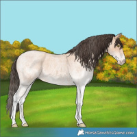 Horse Color:White Spotted Amber Champagne Roan