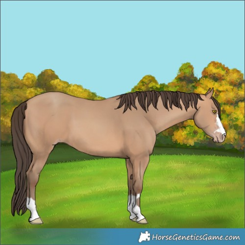 Horse Color:Amber Champagne 
