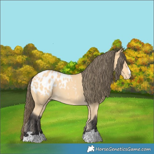 Horse Color:Buckskin Appaloosa