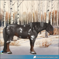 Horse Color:White Spotted Liver Chestnut 