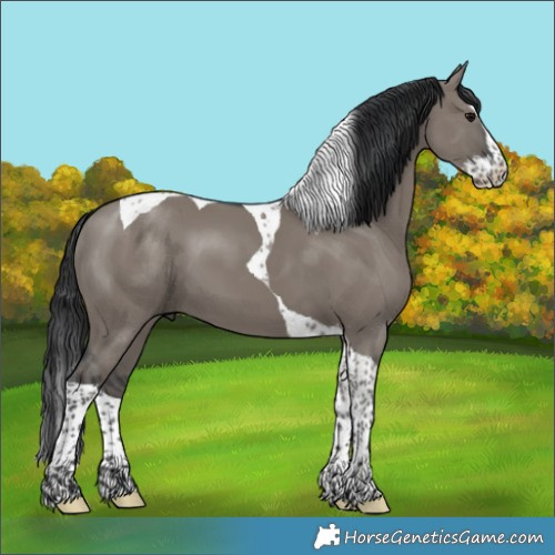 Horse Color:Grullo Splash Tobiano 