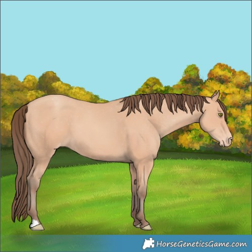 Horse Color:Amber Champagne Appaloosa 
