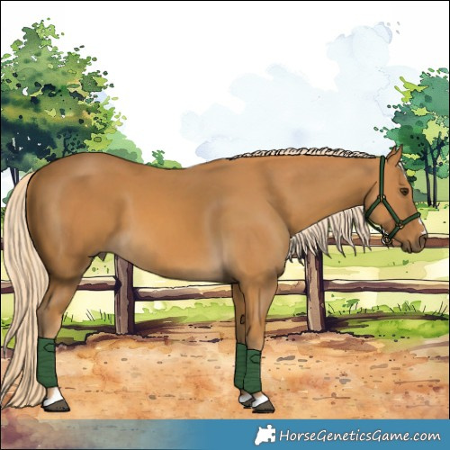 Horse Color:Palomino 