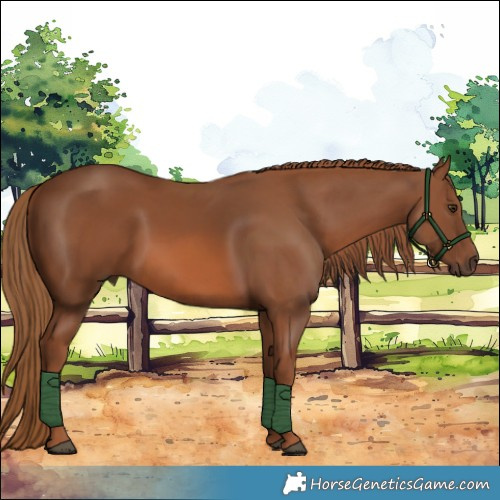 Horse Color:Chestnut 