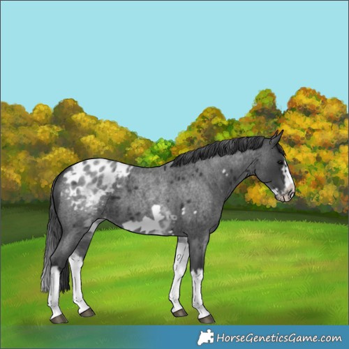 Horse Color:White Spotted Blue Roan Splash Frame Appaloosa 