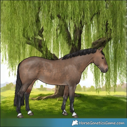 Horse Color:Bay Dun  and Brown Dun 