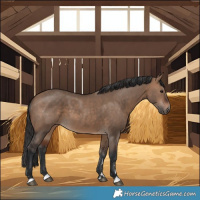 Horse Color:Bay Dun  and Brown Dun 
