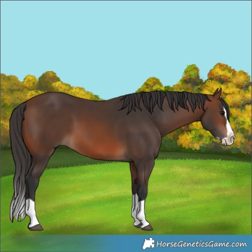 Horse Color:Brown Splash 