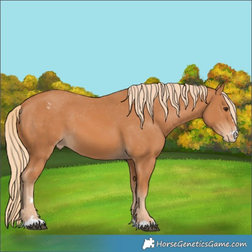 Horse Color:Chestnut Appaloosa