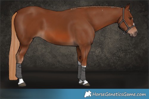 Horse Color:Chestnut Tobiano 
