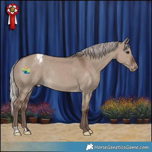 Horse Color:Silver Grullo Appaloosa Rabicano