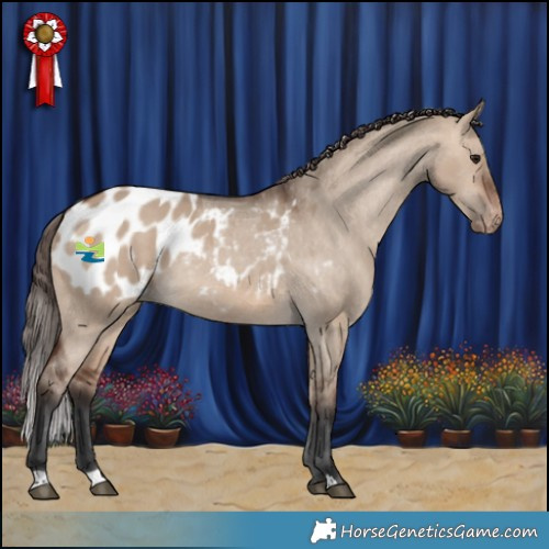 Horse Color:Brown Dun Appaloosa Rabicano 