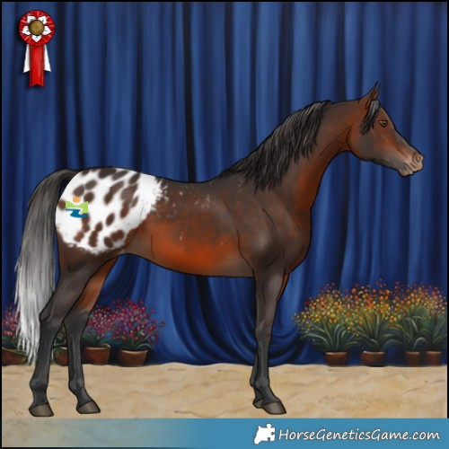 Horse Color:Brown Appaloosa Rabicano 
