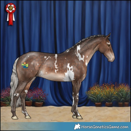 Horse Color:White Spotted Silver Brown Appaloosa Rabicano 