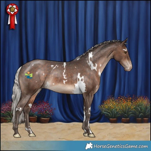 Horse Color:White Spotted Silver Brown Appaloosa Rabicano 