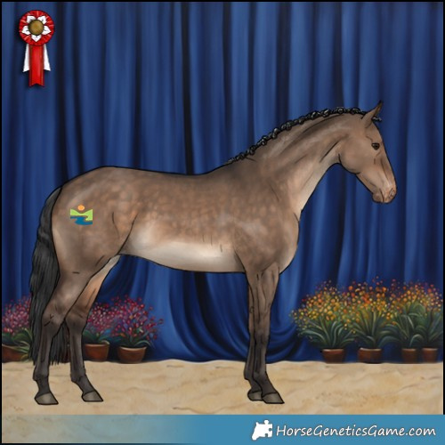 Horse Color:Brown Dun Appaloosa Rabicano 