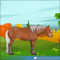 Horse Color:Silver Bay 