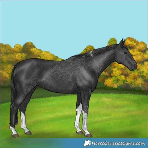 Horse Color:Black Tobiano 