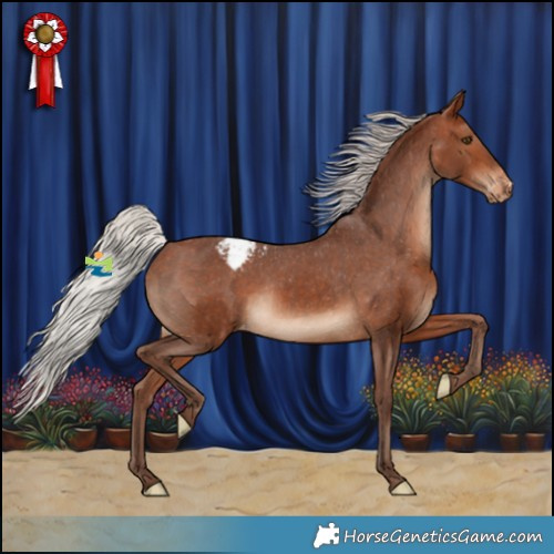 Horse Color:Silver Bay Appaloosa Rabicano 