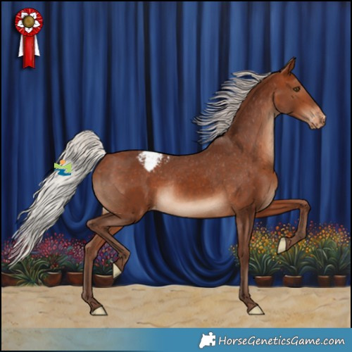 Horse Color:Silver Bay Appaloosa Rabicano