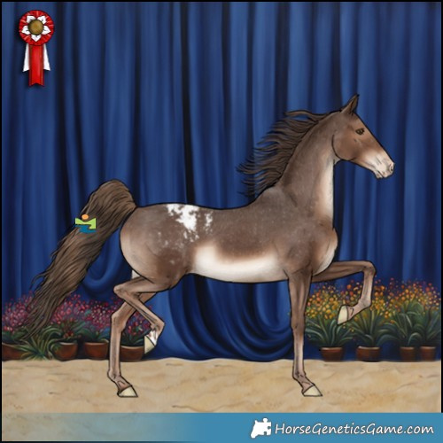 Horse Color:Liver Chestnut Appaloosa Rabicano 