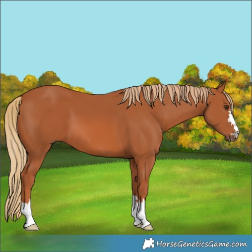 Horse Color:Chestnut 