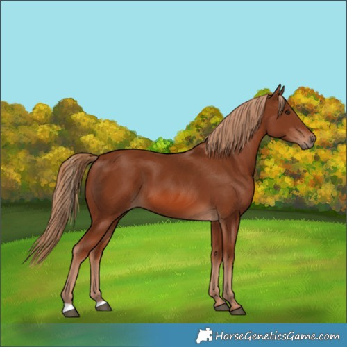 Horse Color:Chestnut 