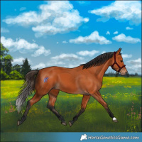 Horse Color:Bay 