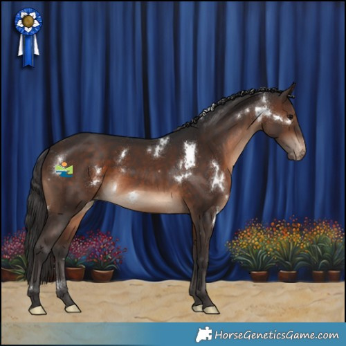 Horse Color:White Spotted Brown Appaloosa Rabicano 