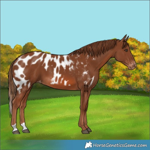 Horse Color:Chestnut Skewed Appaloosa