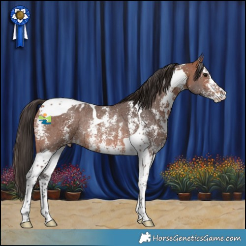 Horse Color:Bay Sabino Tobiano Appaloosa Rabicano