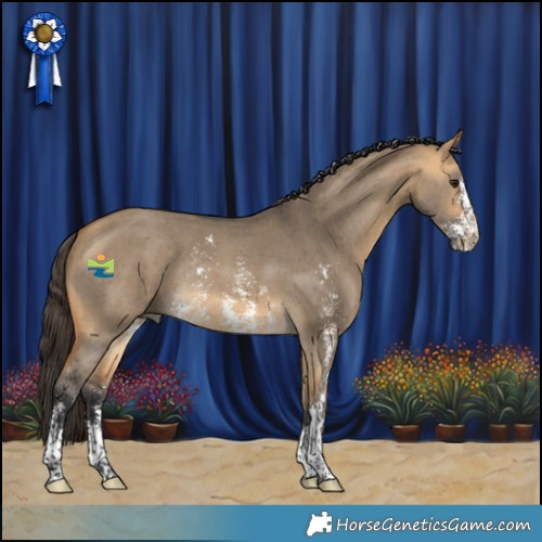 Horse Color:Buckskin Dun Sabino Rabicano 