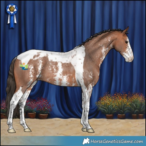 Horse Color:Bay Sabino Tobiano Appaloosa Rabicano 