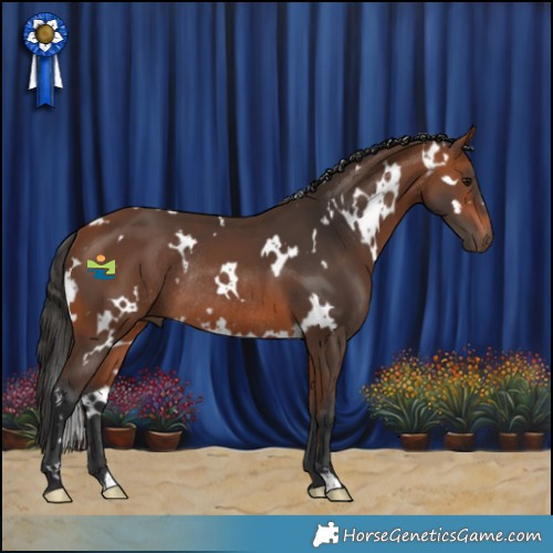 Horse Color:White Spotted Bay Rabicano 