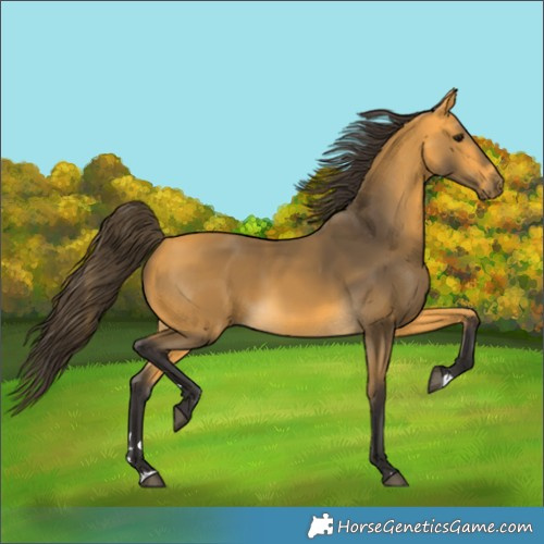Horse Color:Buckskin 
