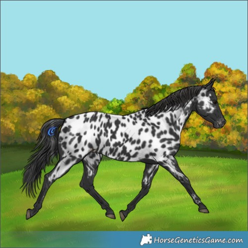 Horse Color:Black Appaloosa 