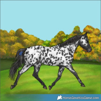 Horse Color:Black Appaloosa