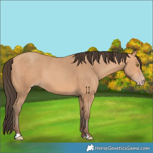 Horse Color:Unknown 