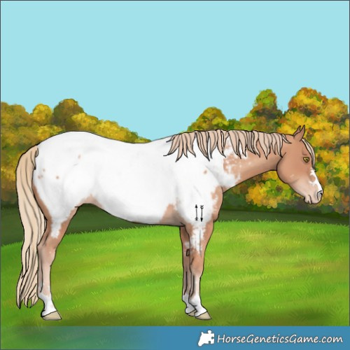 Horse Color:Gold Champagne Near Fewspot 