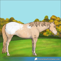 Horse Color:Gold Champagne Snowcap 