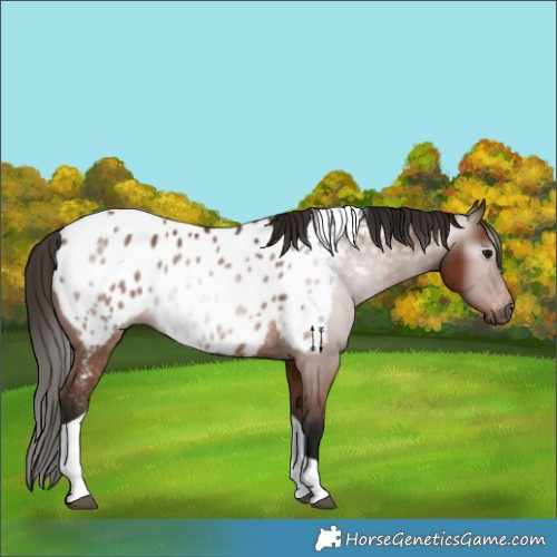 Horse Color:Gray Bay Tobiano Near Leopard