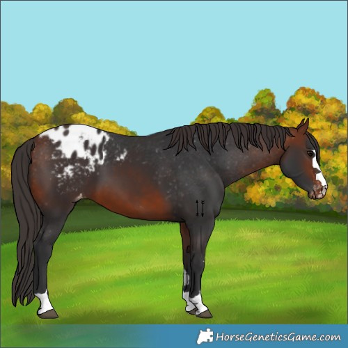 Horse Color:Bay Blanket 