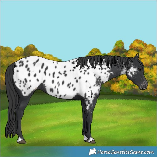 Horse Color:Unknown