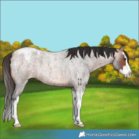 Horse Color:Unknown