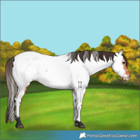 Horse Color:Bay Near Fewspot 